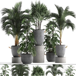 Plant Collection 408. Palm tree rapis hovea concrete flowerpot monstera indoor plants outdoor exotic Raphis Palm 3D Models 