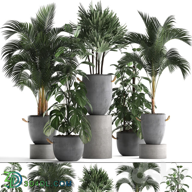 Plant Collection 408. Palm tree rapis hovea concrete flowerpot monstera indoor plants outdoor exotic Raphis Palm 3D Models