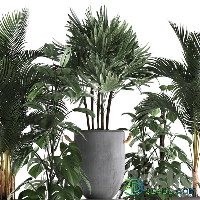 Plant Collection 408. Palm tree rapis hovea concrete flowerpot monstera indoor plants outdoor exotic Raphis Palm 3D Models