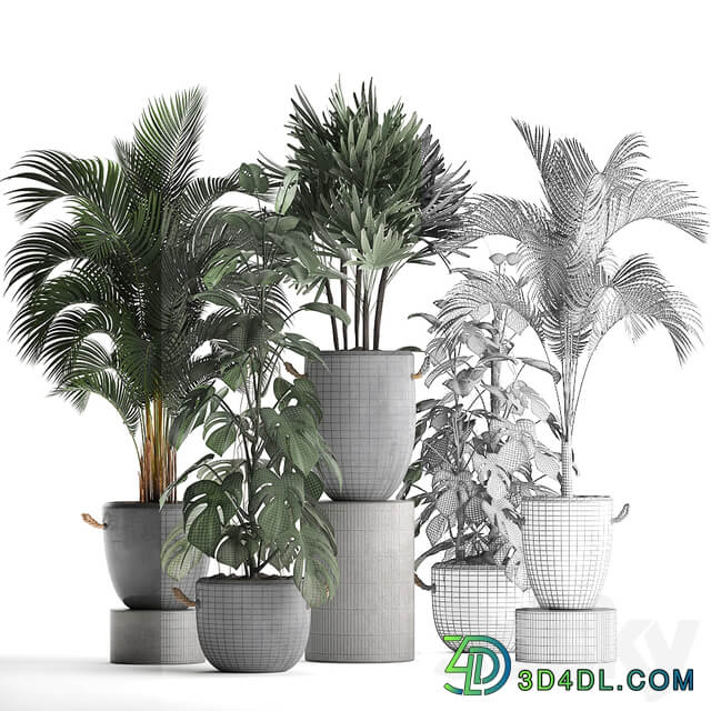 Plant Collection 408. Palm tree rapis hovea concrete flowerpot monstera indoor plants outdoor exotic Raphis Palm 3D Models