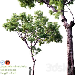 Jacaranda mimosifolia Dolonix regia Height 15m 