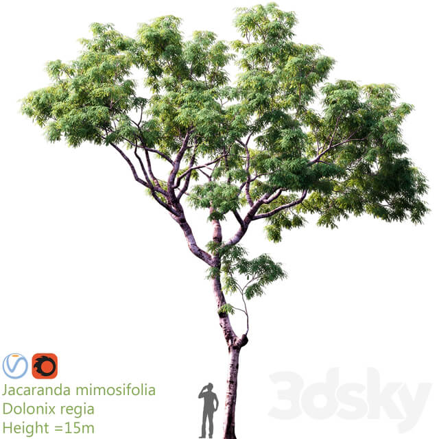 Jacaranda mimosifolia Dolonix regia Height 15m