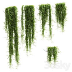 Indoor Hanging plants for shelves. 5 models. set 1 