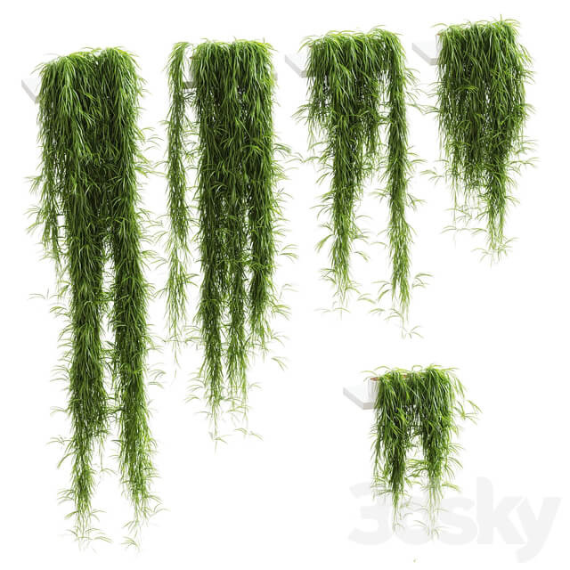 Indoor Hanging plants for shelves. 5 models. set 1