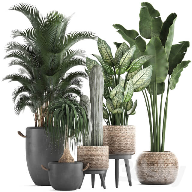 Plant Collection 417. 3D Models
