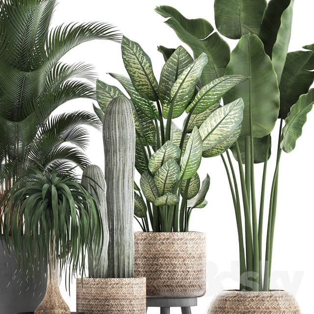 Plant Collection 417. 3D Models