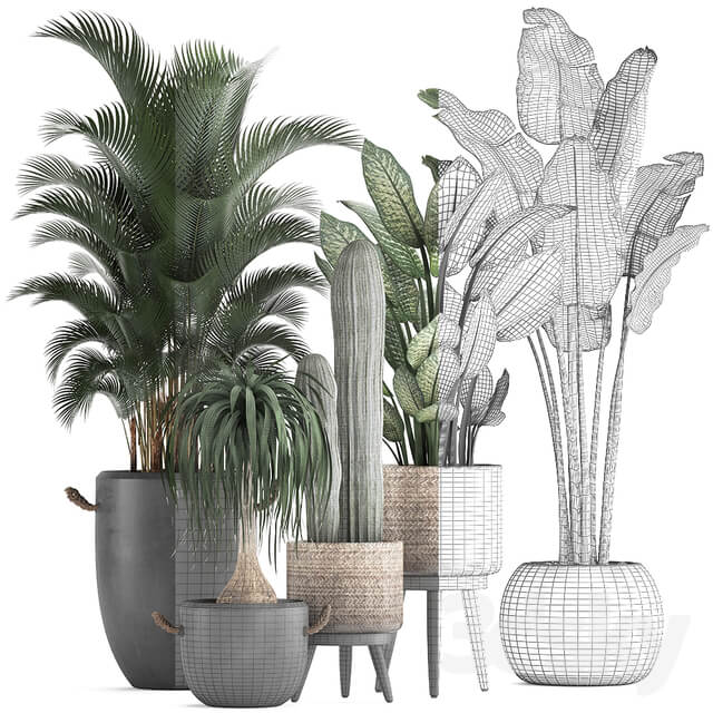 Plant Collection 417. 3D Models