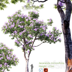 Jacaranda mimosifolia Height 15m 2 
