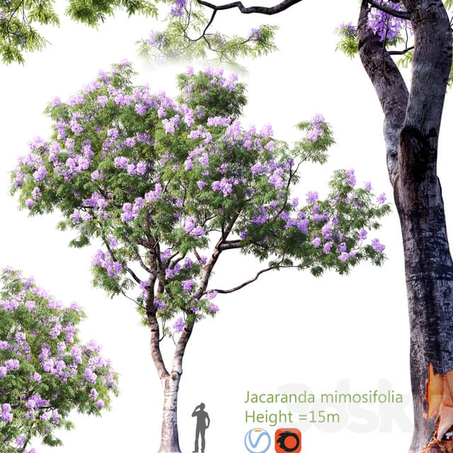 Jacaranda mimosifolia Height 15m 2