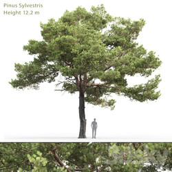 Pine 3D Models 