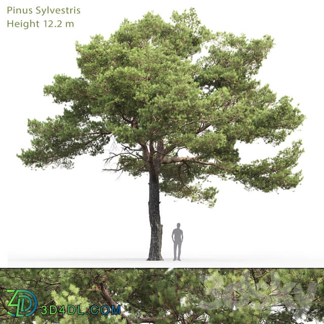 Pine 3D Models