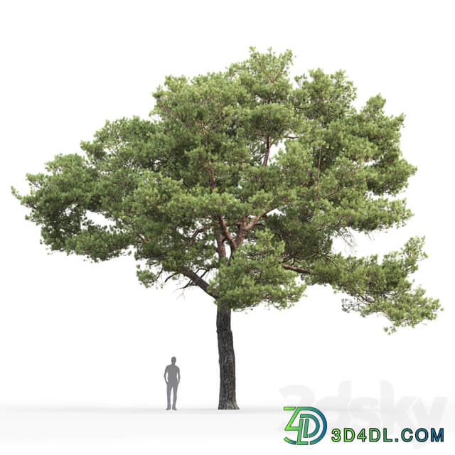 Pine 3D Models