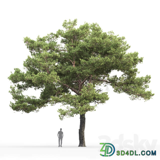 Pine 3D Models