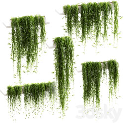 Indoor Hanging plants for shelves. 5 models. set 3 