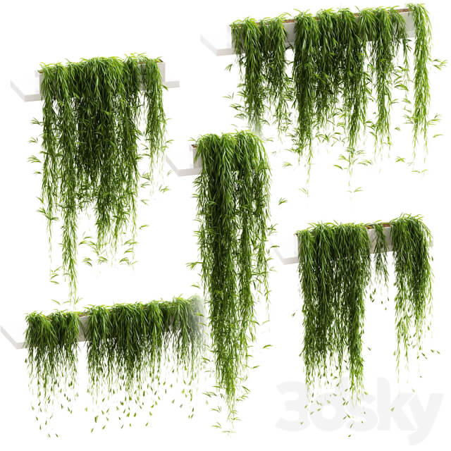 Indoor Hanging plants for shelves. 5 models. set 3