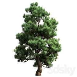 Decorative pine v2 