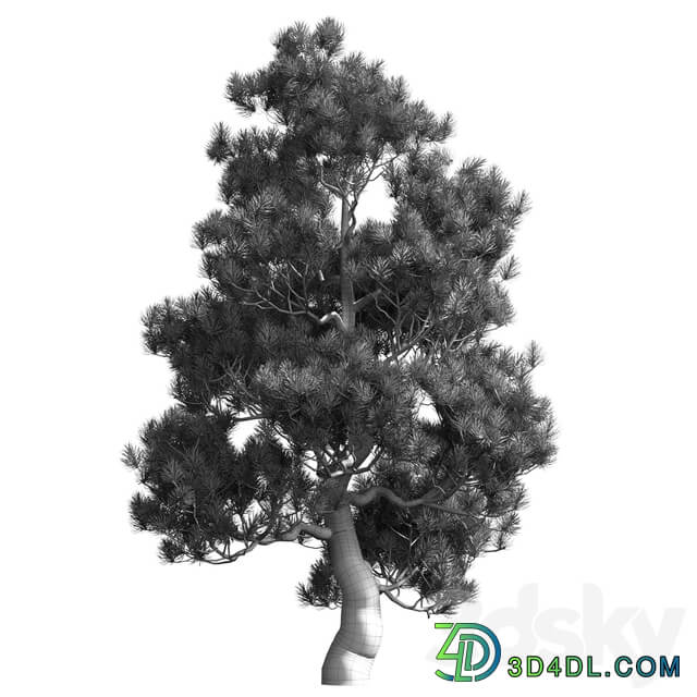 Decorative pine v2