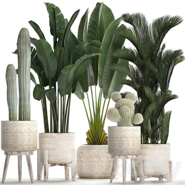 Plant Collection 426. White basket rattan dipsis palm tree indoor plants carnegia strelitzia Scandinavian style eco design natural materials banana palm 3D Models