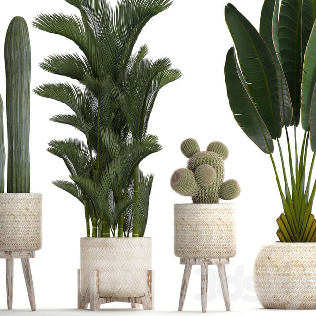 Plant Collection 426. White basket rattan dipsis palm tree indoor plants carnegia strelitzia Scandinavian style eco design natural materials banana palm 3D Models