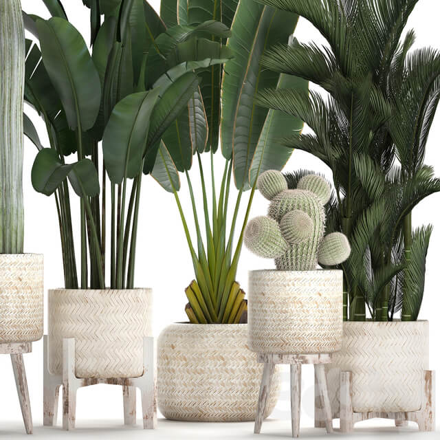 Plant Collection 426. White basket rattan dipsis palm tree indoor plants carnegia strelitzia Scandinavian style eco design natural materials banana palm 3D Models