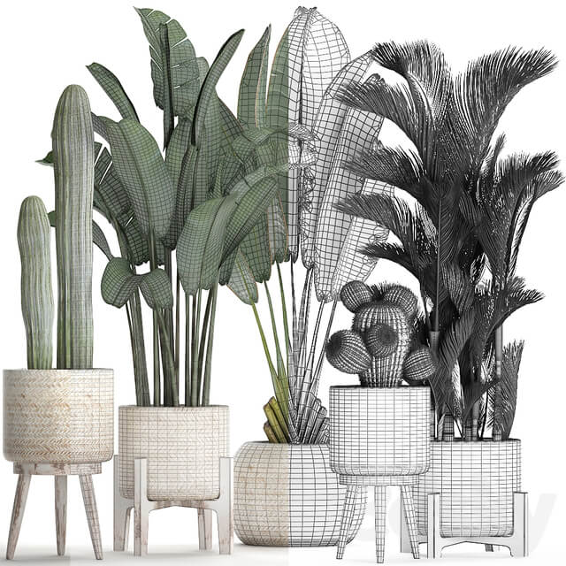 Plant Collection 426. White basket rattan dipsis palm tree indoor plants carnegia strelitzia Scandinavian style eco design natural materials banana palm 3D Models