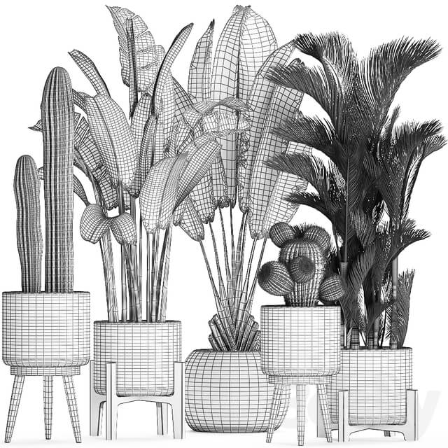Plant Collection 426. White basket rattan dipsis palm tree indoor plants carnegia strelitzia Scandinavian style eco design natural materials banana palm 3D Models