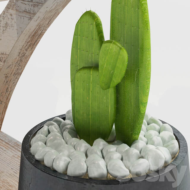 Cactus
