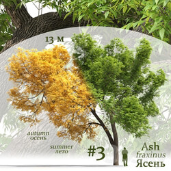 Ash tree Fraxinus 3 