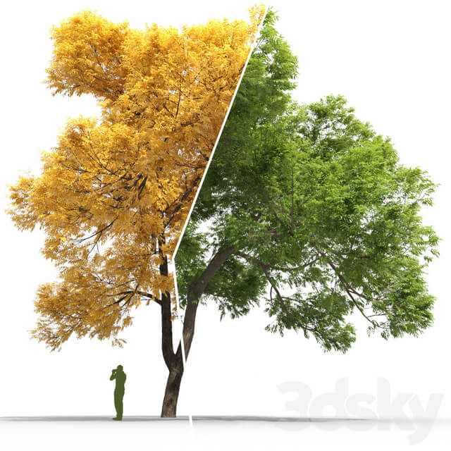 Ash tree Fraxinus 3