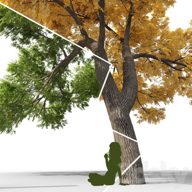 Ash tree Fraxinus 3