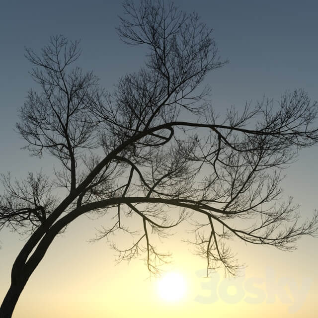 Ash tree Fraxinus 3