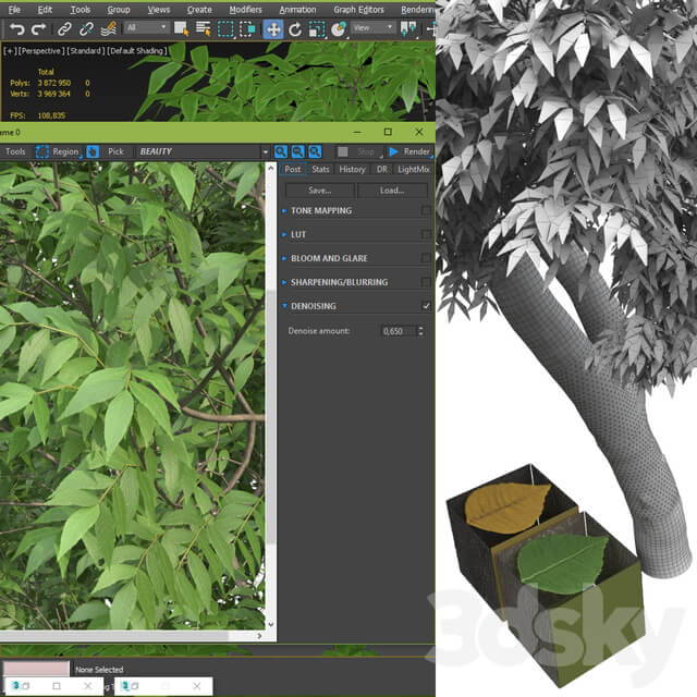 Ash tree Fraxinus 3