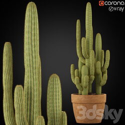 Plants collection 254 