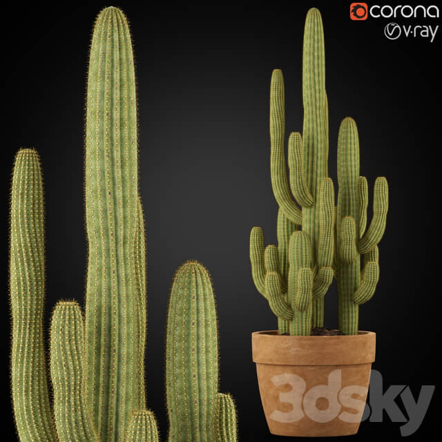 Plants collection 254