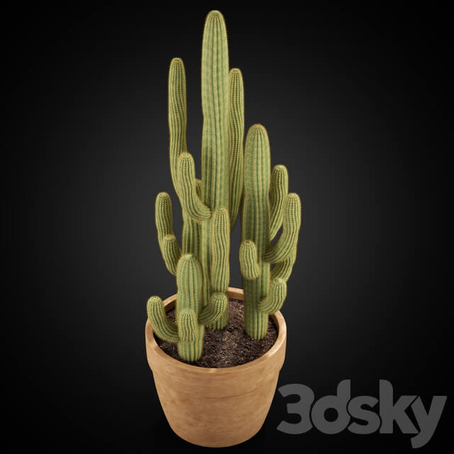 Plants collection 254