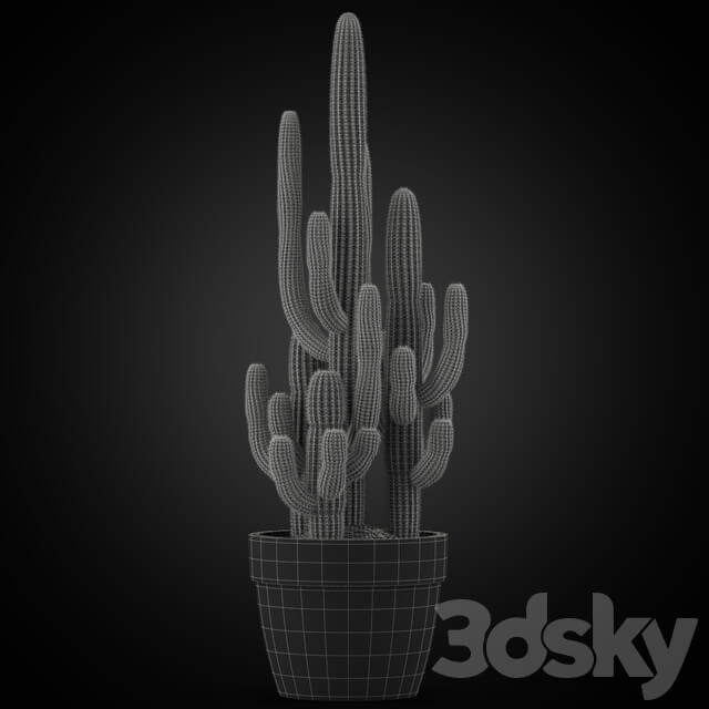 Plants collection 254