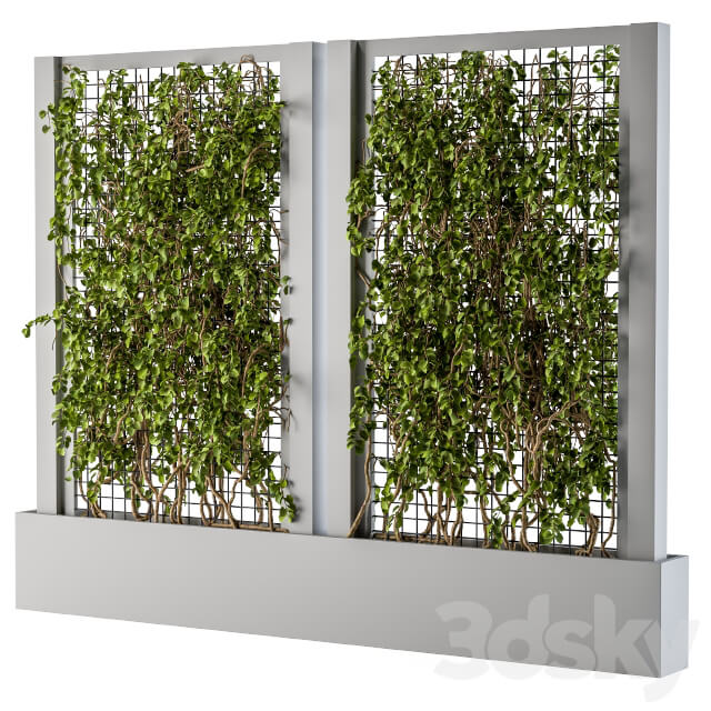 ivy Box Plants Gray