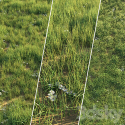 Uncut grass lawn 