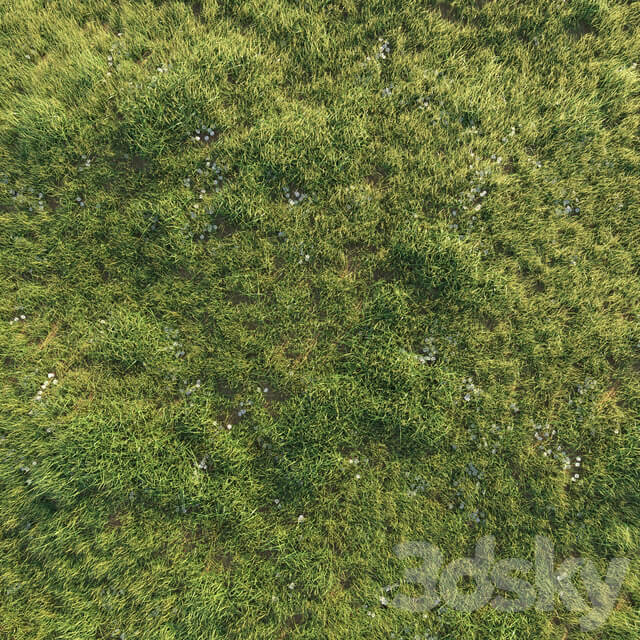 Uncut grass lawn