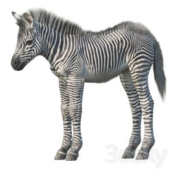 Baby zebra 