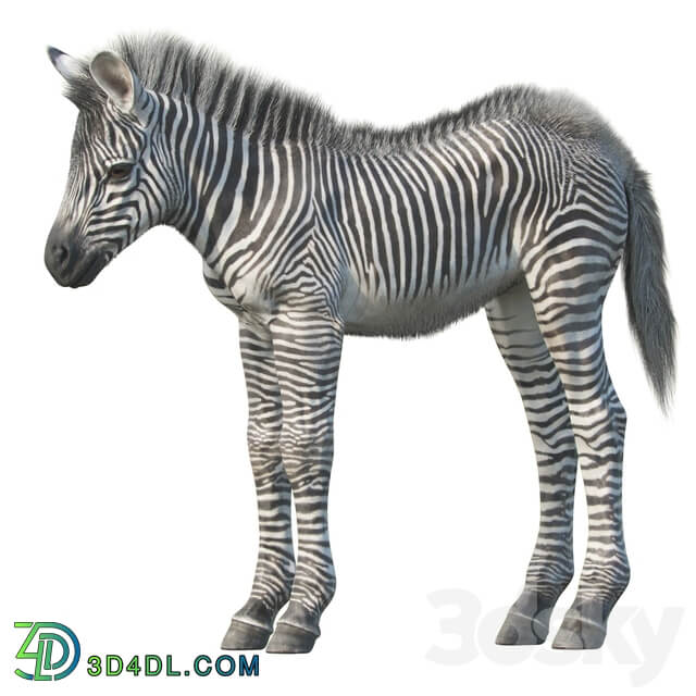 Baby zebra