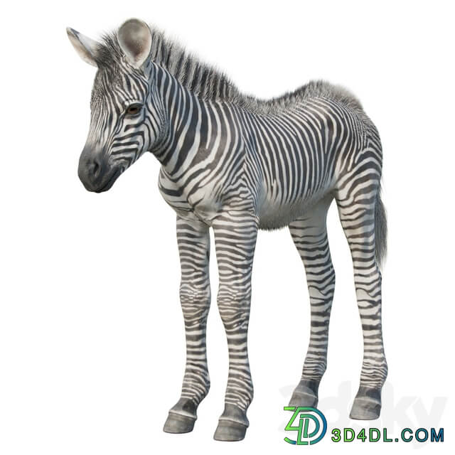Baby zebra