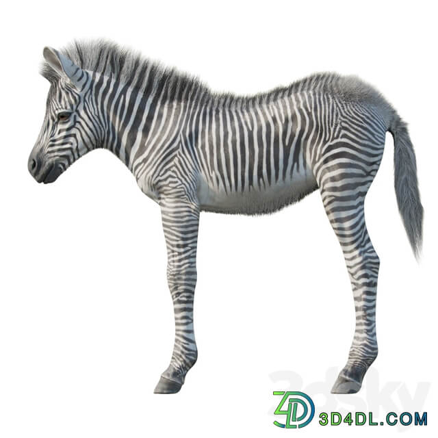 Baby zebra
