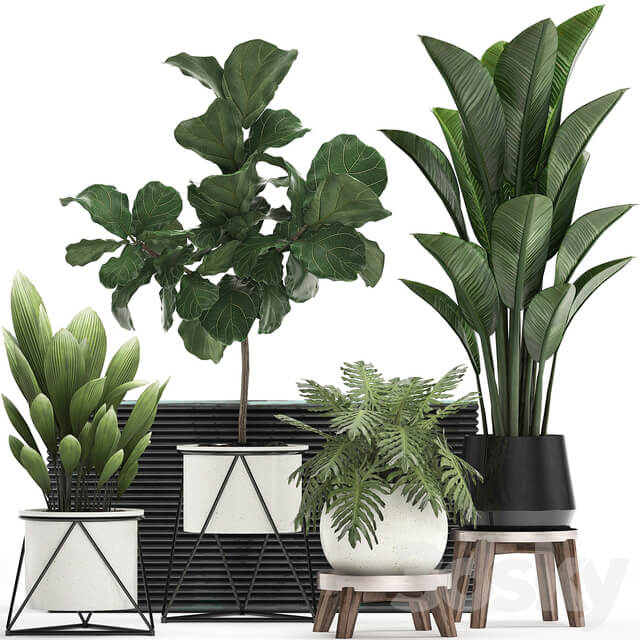 Collection of plants 460. Ficus lyrata Philodendron banana white flowerpot indoor plants stylish luxury interior indoor office plants 3D Models