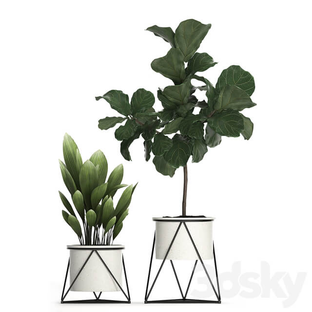 Collection of plants 460. Ficus lyrata Philodendron banana white flowerpot indoor plants stylish luxury interior indoor office plants 3D Models