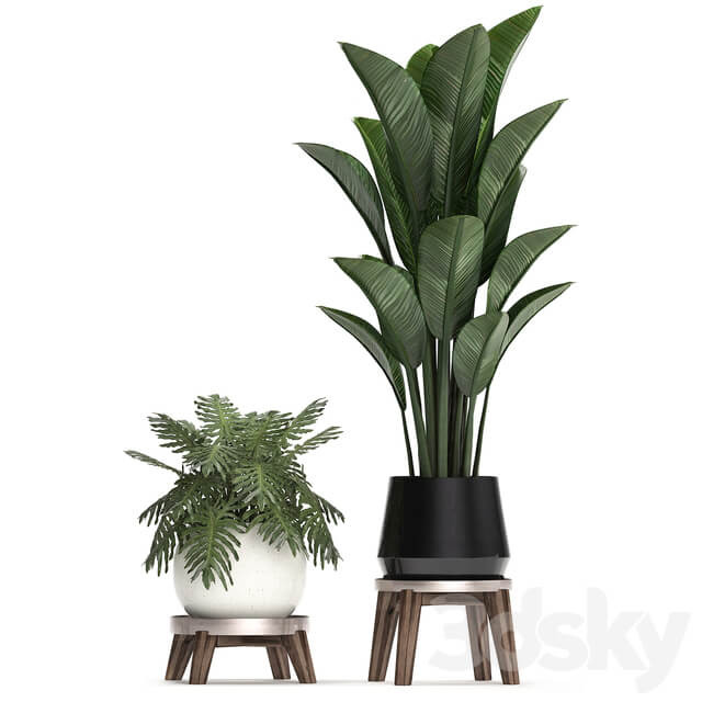 Collection of plants 460. Ficus lyrata Philodendron banana white flowerpot indoor plants stylish luxury interior indoor office plants 3D Models