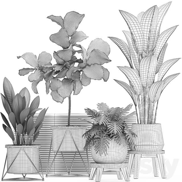 Collection of plants 460. Ficus lyrata Philodendron banana white flowerpot indoor plants stylish luxury interior indoor office plants 3D Models
