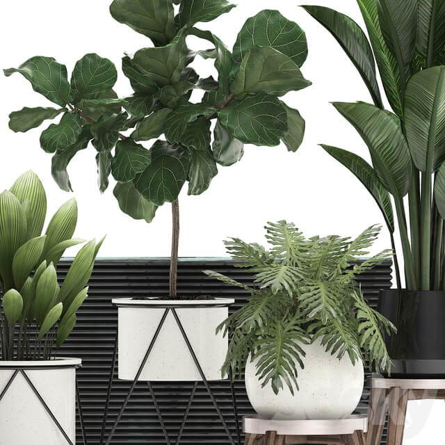 Collection of plants 460. Ficus lyrata Philodendron banana white flowerpot indoor plants stylish luxury interior indoor office plants 3D Models