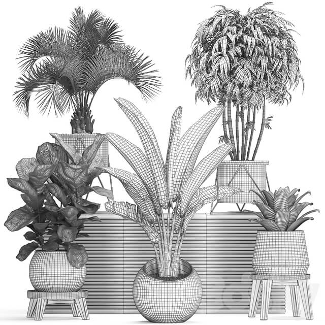 Plant Collection 463. Banana palm Ficus lirata rapis banana round flowerpot luxury bamboo lux strelitzia 3D Models