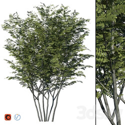 Honey locust 